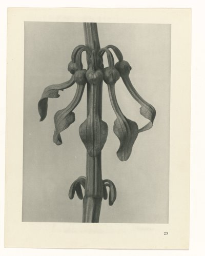 Plant Study (series title: Urformen der Kunst) by Karl Blossfeldt