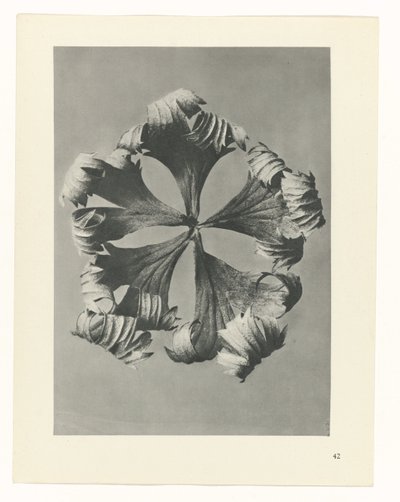 Plant Study (series title: Urformen der Kunst) by Karl Blossfeldt