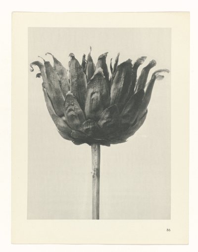 Plant Study (series title: Urformen der Kunst) by Karl Blossfeldt