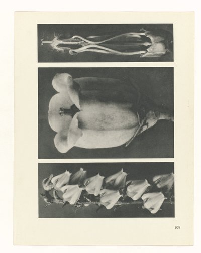 Plant Study (series title: Urformen der Kunst) by Karl Blossfeldt