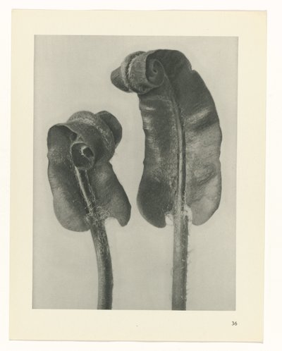 Plant Study (series title: Urformen der Kunst) by Karl Blossfeldt
