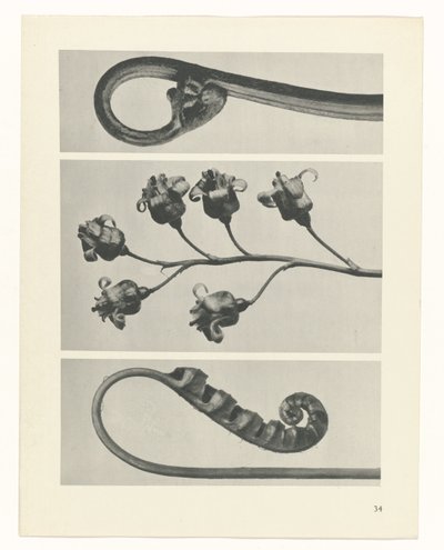 Plant Study (series title: Urformen der Kunst) by Karl Blossfeldt