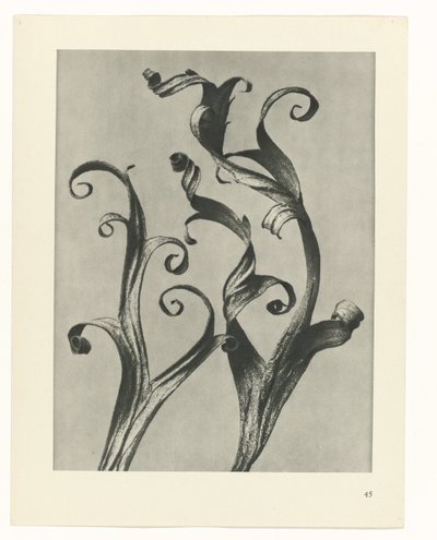 Plant Study (series title: Urformen der Kunst) by Karl Blossfeldt
