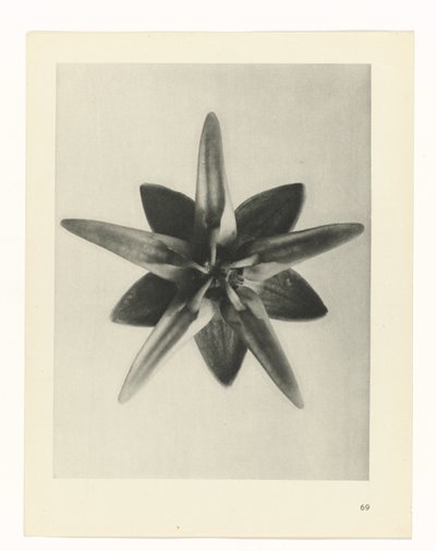 Plant Study (series title: Urformen der Kunst) by Karl Blossfeldt