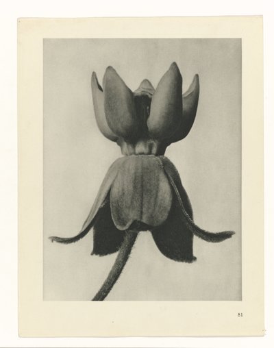Plant Study (series title: Urformen der Kunst) by Karl Blossfeldt
