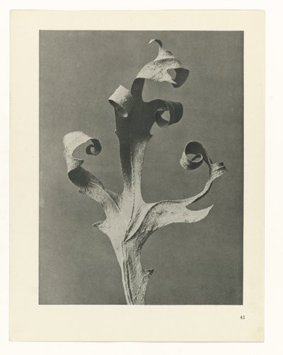 Plant Study (series title: Urformen der Kunst) by Karl Blossfeldt