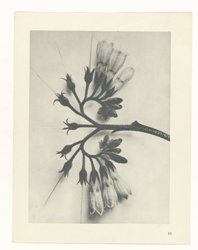 Plant Study (series title: Urformen der Kunst) by Karl Blossfeldt
