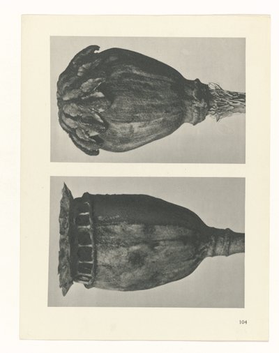 Plant Study (series title: Urformen der Kunst) by Karl Blossfeldt