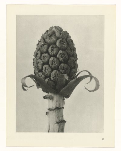 Plant Study (series title: Urformen der Kunst) by Karl Blossfeldt