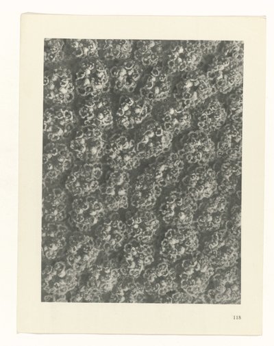 Plant Study (series title: Urformen der Kunst) by Karl Blossfeldt