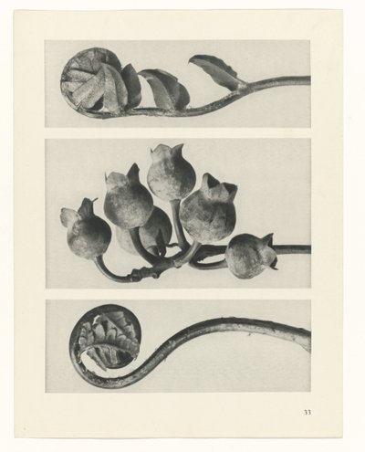 Plant Study (series title: Urformen der Kunst) by Karl Blossfeldt