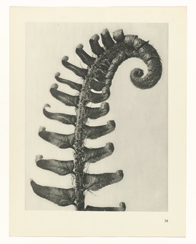 Plant Study (series title: Urformen der Kunst) by Karl Blossfeldt