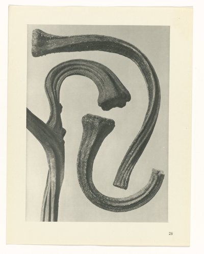 Plant Study (series title: Urformen der Kunst) by Karl Blossfeldt