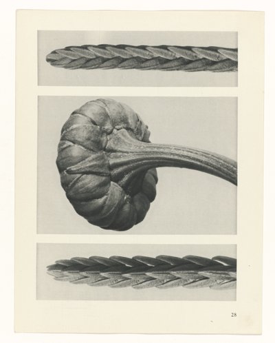 Plant Study (series title: Urformen der Kunst) by Karl Blossfeldt