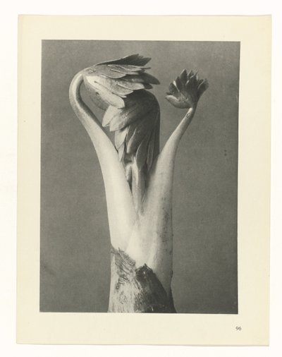 Plant Study (series title: Urformen der Kunst) by Karl Blossfeldt