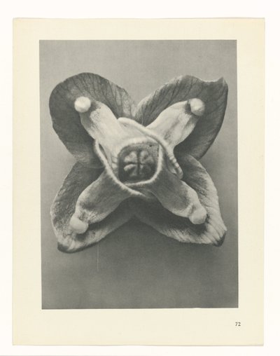 Plant Study (series title: Urformen der Kunst) by Karl Blossfeldt