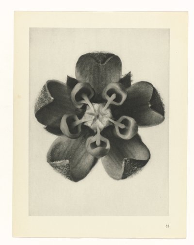 Plant Study (series title) by Karl Blossfeldt