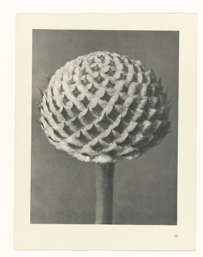 Plant Study (series title) by Karl Blossfeldt