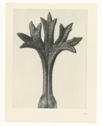 Plant Study (series title) by Karl Blossfeldt