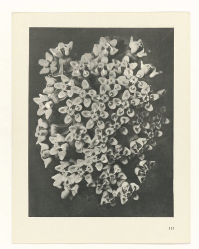 Plant Study (series title) by Karl Blossfeldt