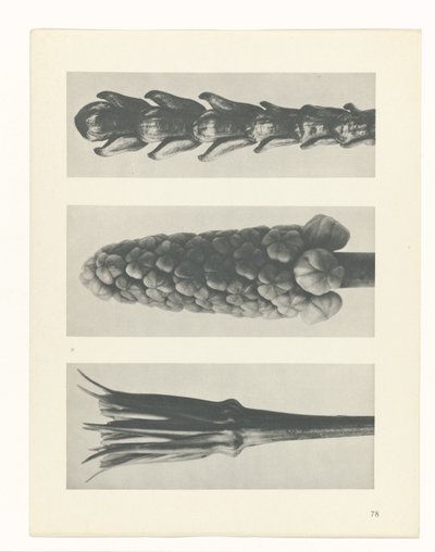 Plant Study (series title) by Karl Blossfeldt