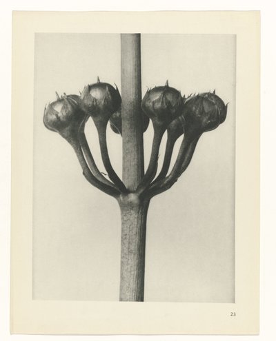 Plant Study (series title) by Karl Blossfeldt