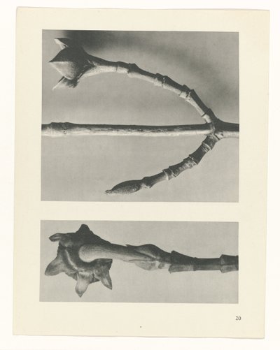 Plant Study (series title) by Karl Blossfeldt