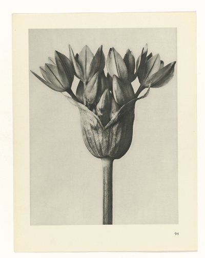 Plant Study (series title) by Karl Blossfeldt