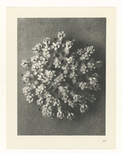 Plant Study (Urformen der Kunst series) by Karl Blossfeldt