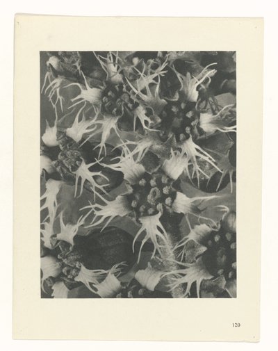 Plant Study (Urformen der Kunst series) by Karl Blossfeldt