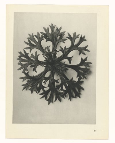 Plant Study (Urformen der Kunst series) by Karl Blossfeldt