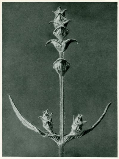 Salvia by Karl Blossfeldt