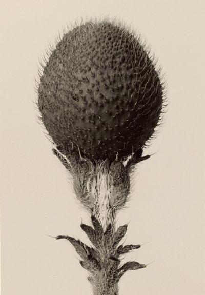 Thorned Bulbous Plant by Karl Blossfeldt