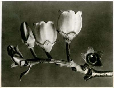 Vaccinium Corymbosum by Karl Blossfeldt