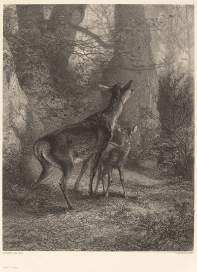 Doe and Fawn by Karl Bodmer