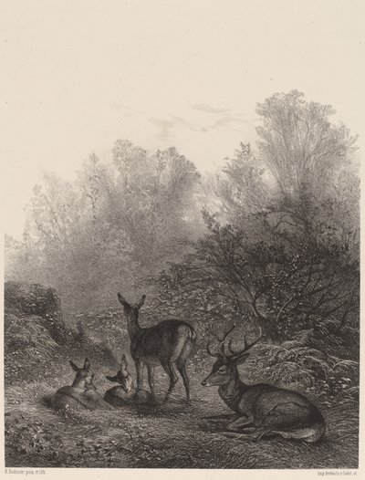 Resting Deer by Karl Bodmer
