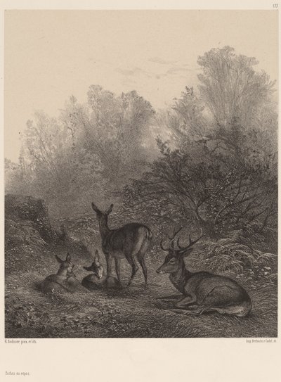 Resting Deer by Karl Bodmer