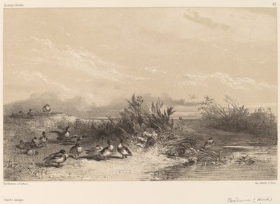 Wild Ducks by Karl Bodmer