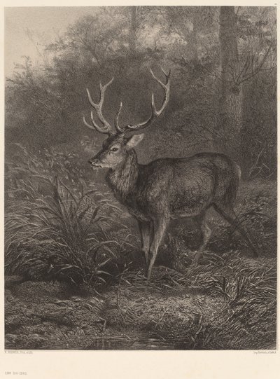 Ten-Point Stag by Karl Bodmer