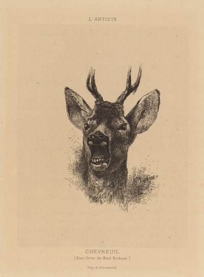Roe Deer by Karl Bodmer