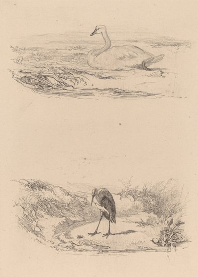 Swan, Heron by Karl Bodmer