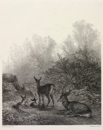 Deer at Rest by Karl Bodmer