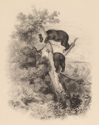 Two Bears by Karl Bodmer