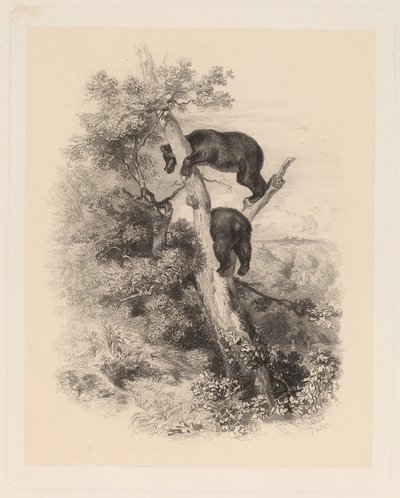 Two Bears by Karl Bodmer