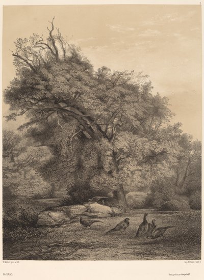 Pheasants by Karl Bodmer