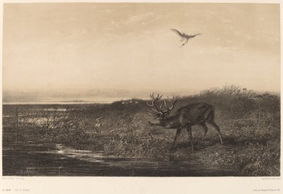 Evening. Deer and Herons by Karl Bodmer