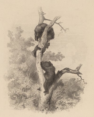 The Bears by Karl Bodmer