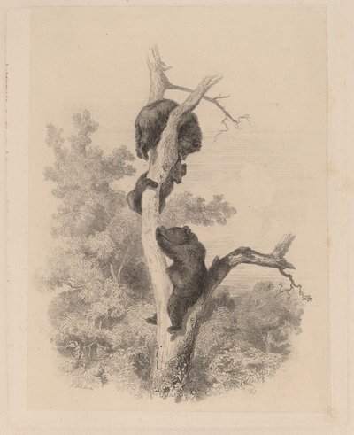 The Bears by Karl Bodmer