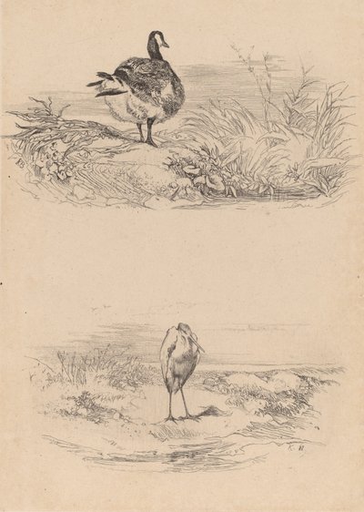 Goose, Heron by Karl Bodmer