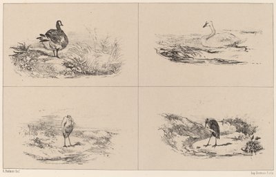Geese, Swans, Herons by Karl Bodmer